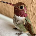 Easy Hummingbird Nectar Recipe: Simple, Sweet, and Safe