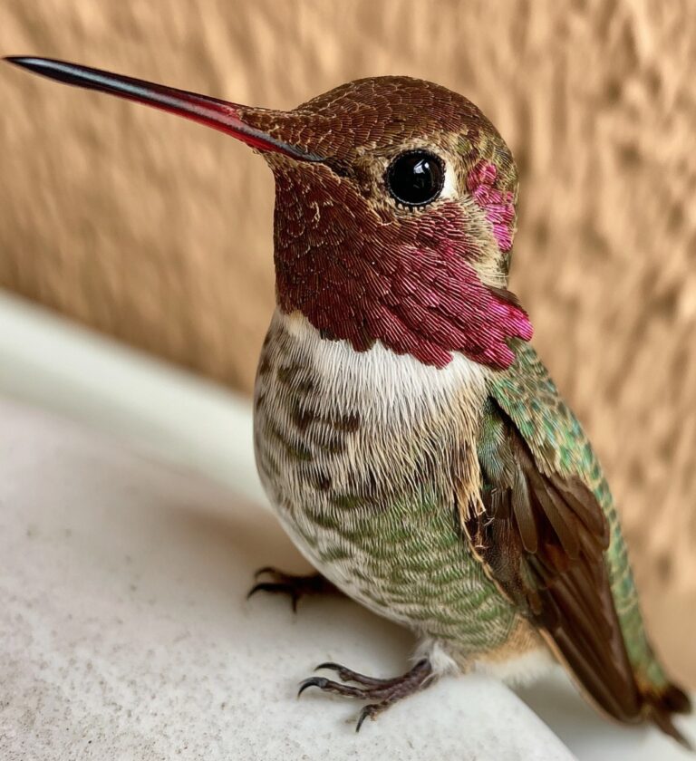 Easy Hummingbird Nectar Recipe: Simple, Sweet, and Safe