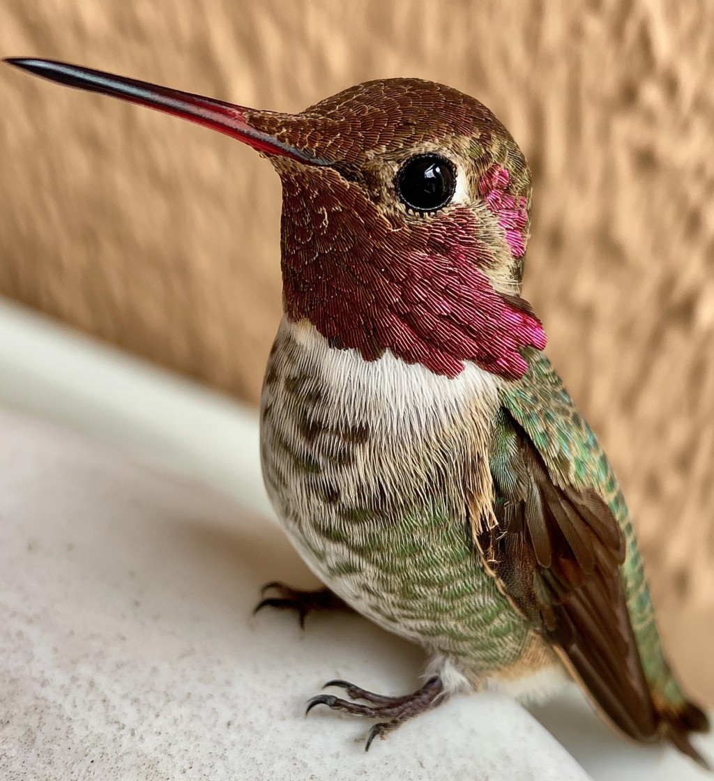 Easy Hummingbird Nectar Recipe: Simple, Sweet, and Safe